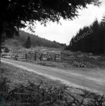 Hawdale, Forestry